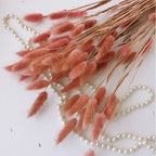 60Pcs Mix Rabbit Tail Grass Natural Lagurus Ovatus Pampas Dried Flower Bouquet Floral Wedding Decoration Home Photo Props Decor