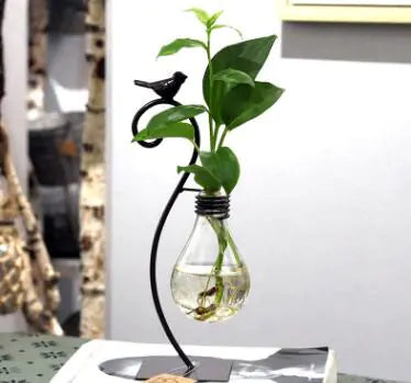 Creative Hydroponic Potted Plant in Glass Container
